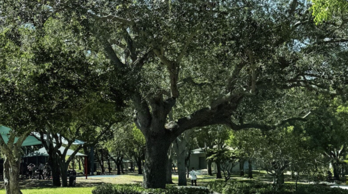 Palmetto Bay residents urged village to save Coral Reef Park tree…so they did