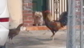 Coral Gables declares war on chickens, roosters and puppy poop bags