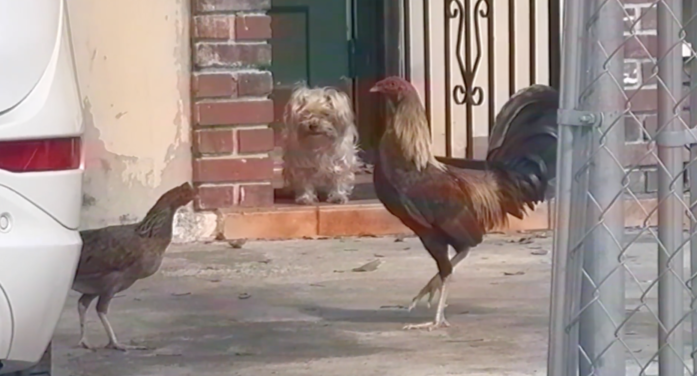 Coral Gables declares war on chickens, roosters and puppy poop bags