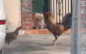 Coral Gables declares war on chickens, roosters and puppy poop bags