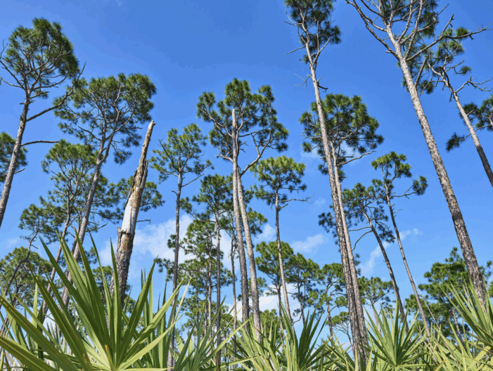 Developers get gift-wrapped, weaker DERM in Miami-Dade budget shuffle